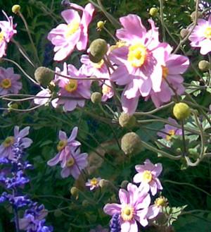 Herbstblumen