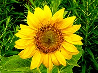 Sonnenblume